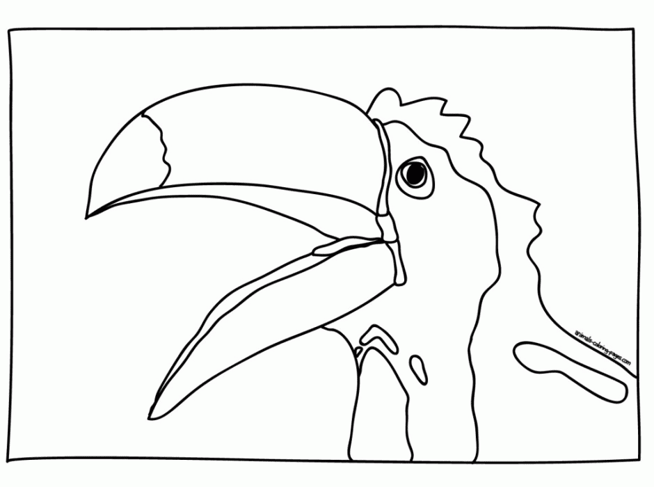 Toucan To Print Image