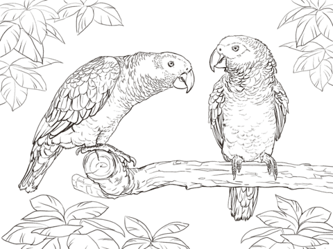 Two African Grey Parrots Free Printable Coloring Page
