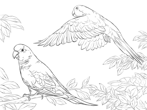 Two Quaker Parrots Free Printable