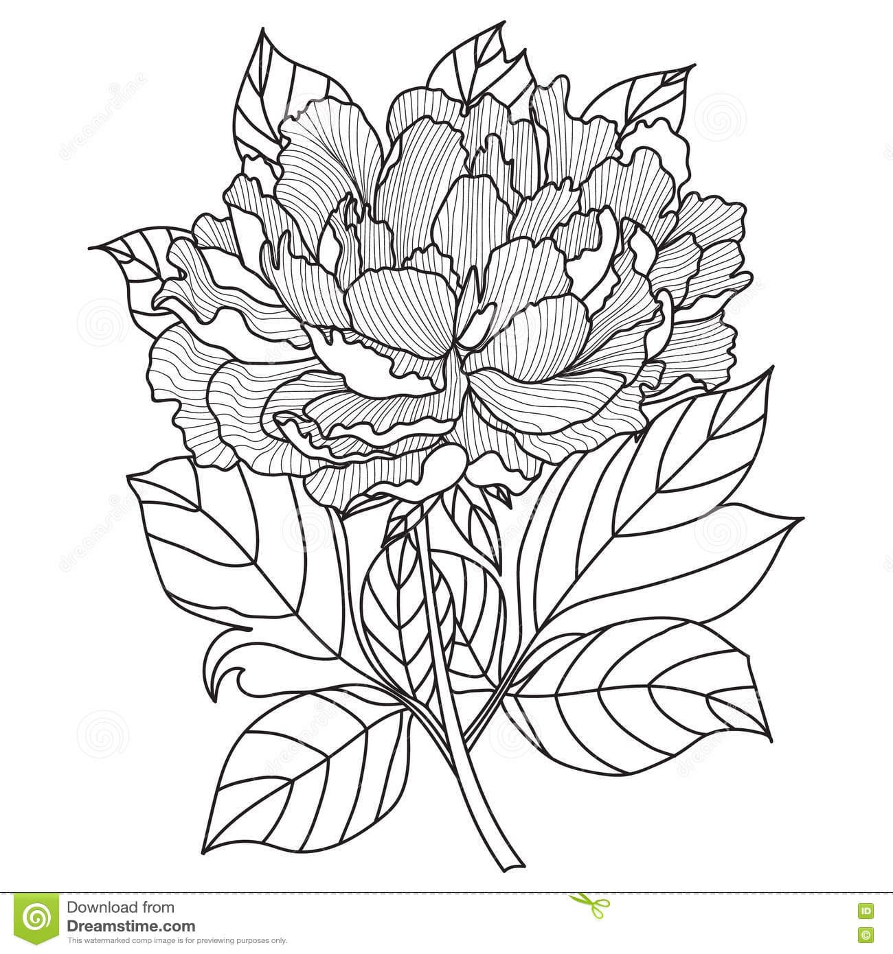 Vector Peony Free Printable Coloring Page