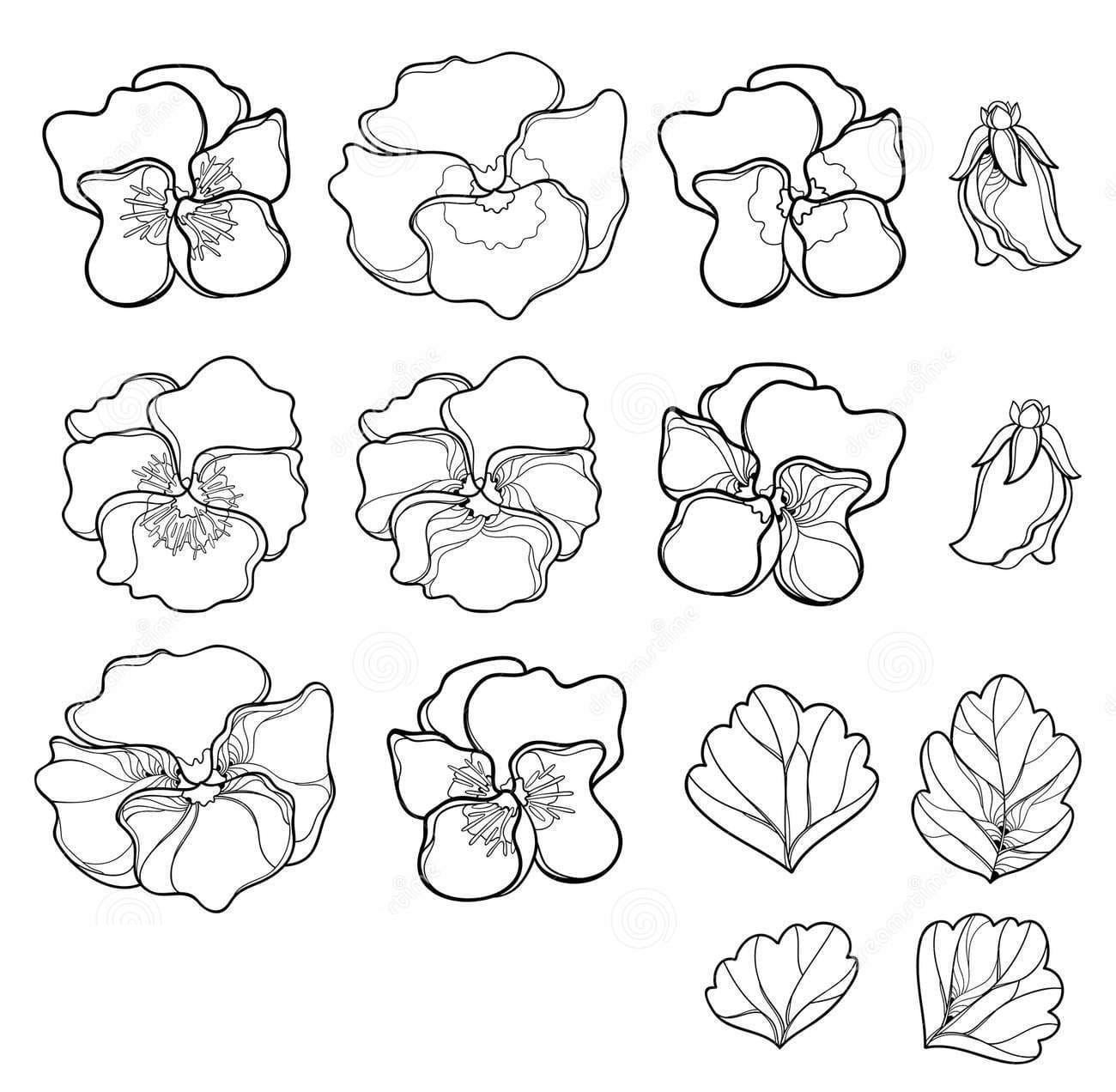 Vector set with outline Pansy or Heartsease or Viola tricolor flower Coloring Page