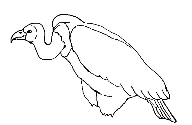 Vulture-Drawing-4