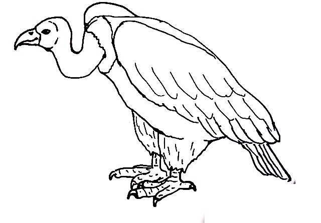 Vulture-Drawing-5