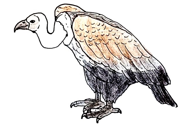 Vulture-Drawing-6