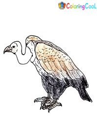 6 Simple Steps To Create A Scary Vulture Drawing – How To Draw A Vulture Coloring Page