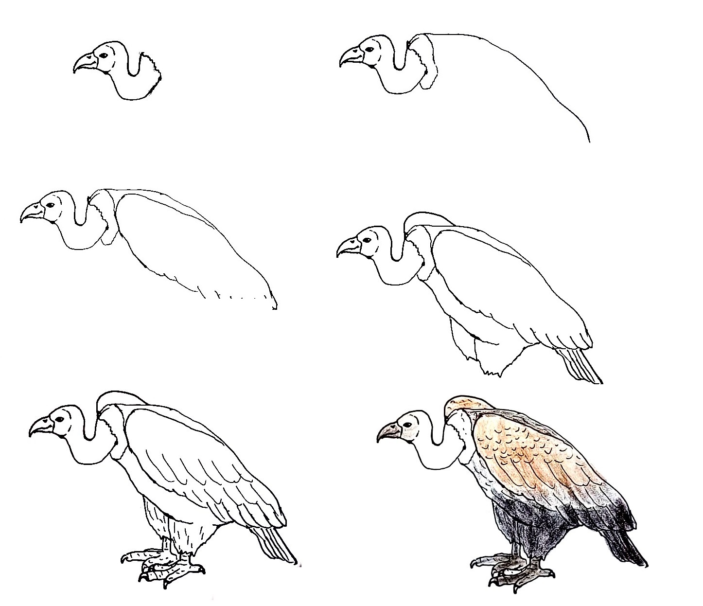 Vulture-Drawing