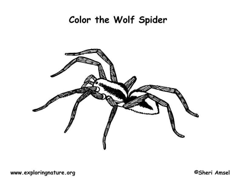Wolf Spider Free Image