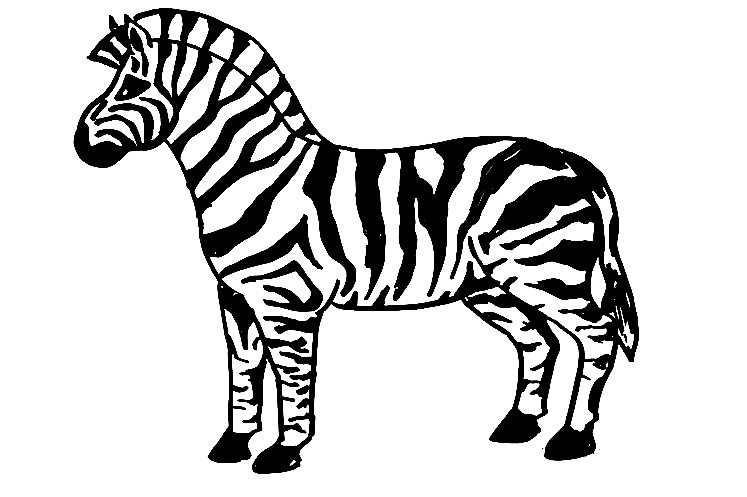 Zebra-Drawing-7