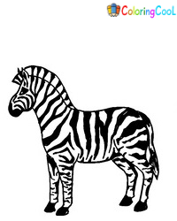7 Simple Steps To Create A Lovely Zebra Drawing – How To Draw A Zebra Coloring Page
