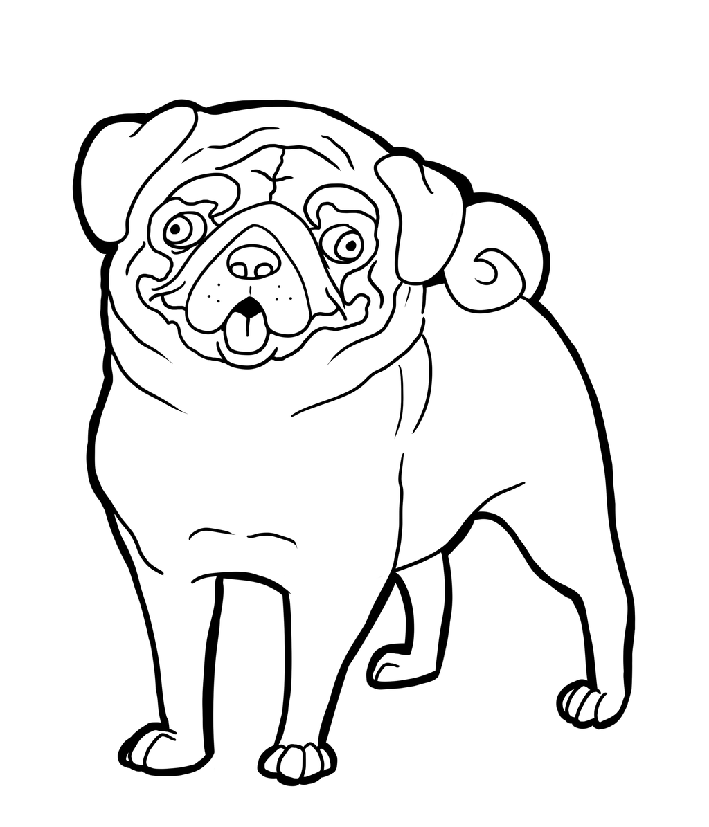 New Dog Pug For Kids Coloring Page