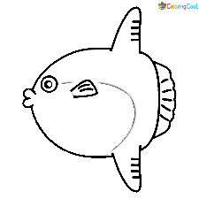 Image Sunfish Children