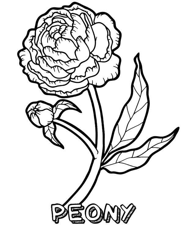 New Peony Flower Coloring Page