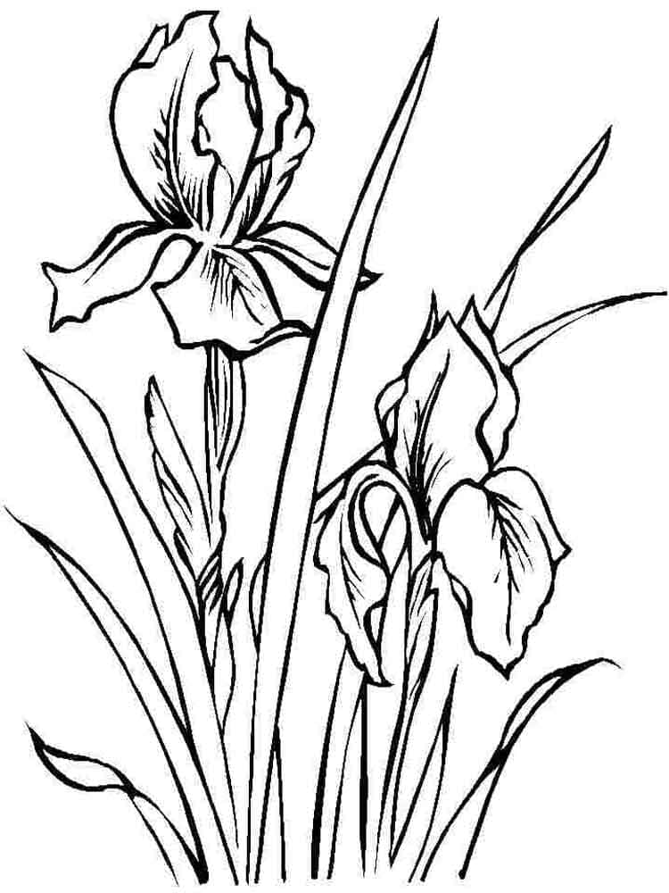 A Purple Iris Image Coloring Page