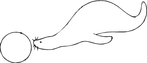 A Seal Pushes the Ball Picture Coloring Page