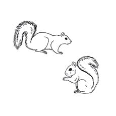 A Squirrel Coloring Ardilla Coloring Page