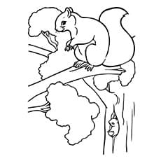 A Squirrel Coloring Photo Coloring Page