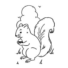 A Squirrel Coloring Sney