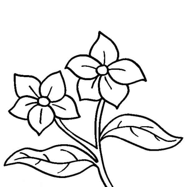 A Twig Of A Lilac Coloring Page