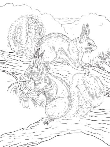 Abert’s and Kaibab Squirrels Image Coloring Page