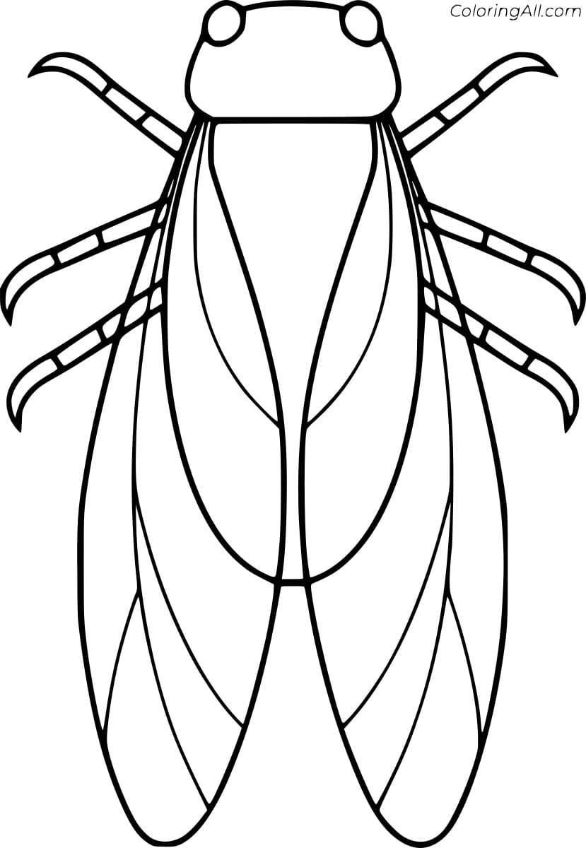 Abstract Cicada