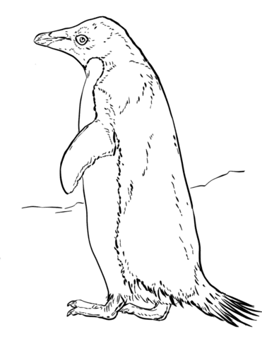 Adelie Penguin Image Coloring Page