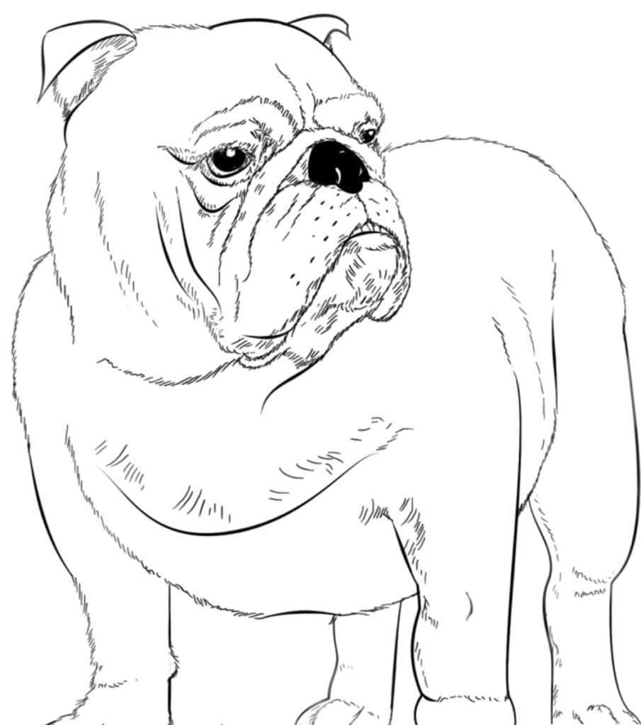 Adult Bulldog Coloring Page
