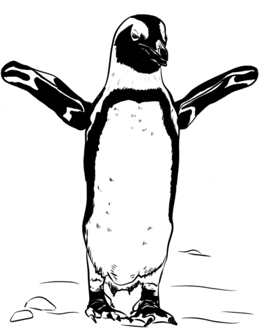 African Black-footed Penguin Coloring Page
