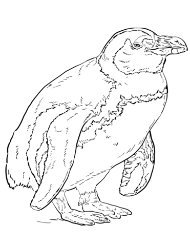 African Penguin Image Coloring Page