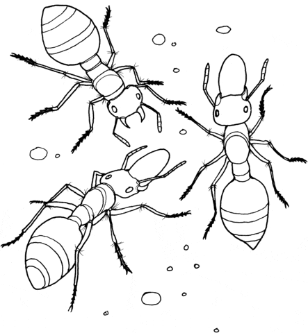Allegheny Mound Ant Image Coloring Page