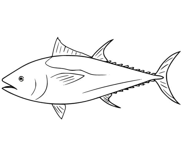Altantic Bluefin Tuna Coloring Page