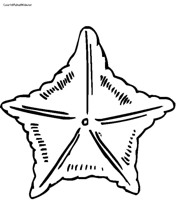 Amazing Starfish