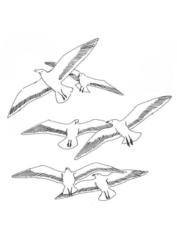 American Herring Gulls Picuture Coloring Page