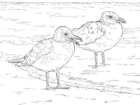 American Herring Gulls Coloring Page