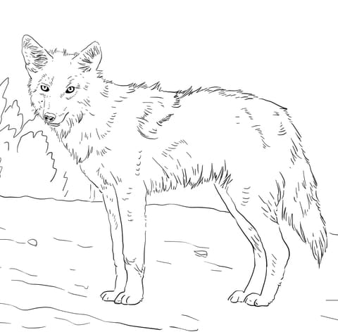 AmaAmazing Realistic Coyotezing Realistic Coyote Coloring Page