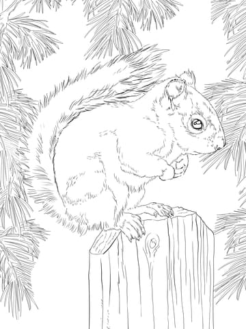 American Red Squirrel Image Coloring Page