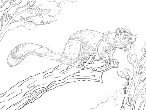 American Red Squirrel Picture Coloring Page