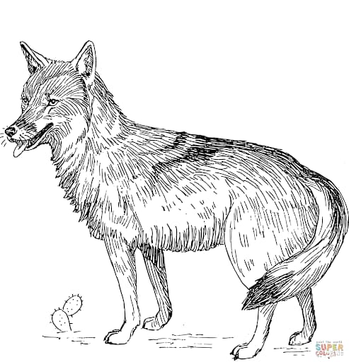 Animal Coyote Coloring Page
