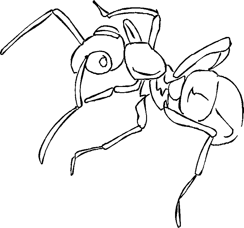 Ant Adore
