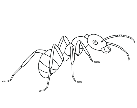 Ant Drawning Coloring Page