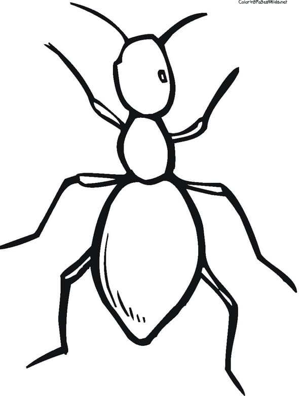 Ant Pleasant Image Coloring Page