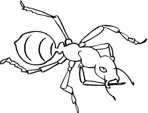 Ant Printable Image