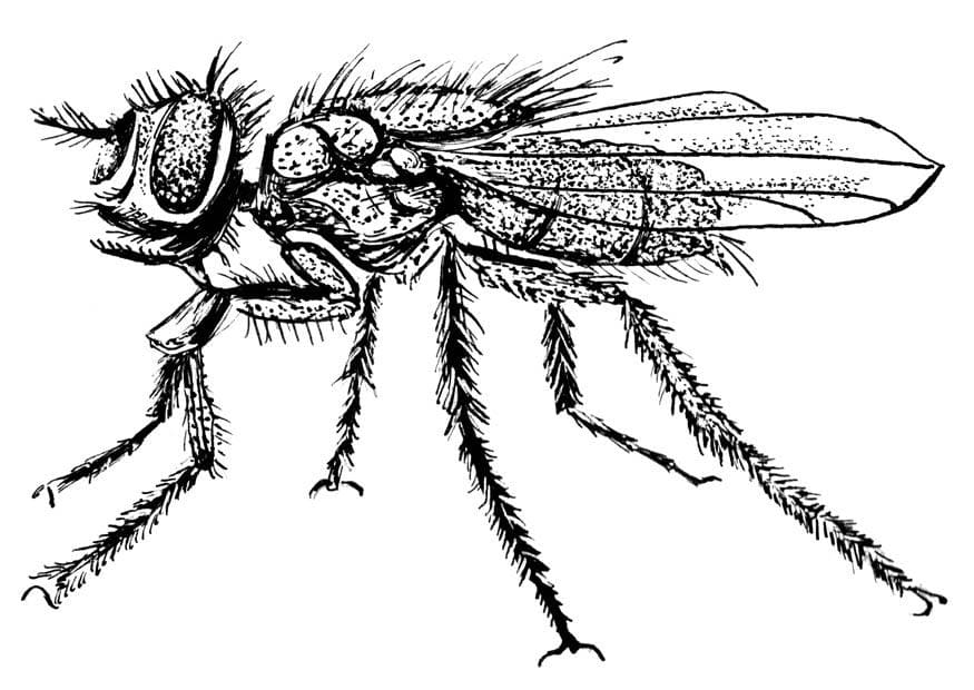 Appealing Fly Coloring Page