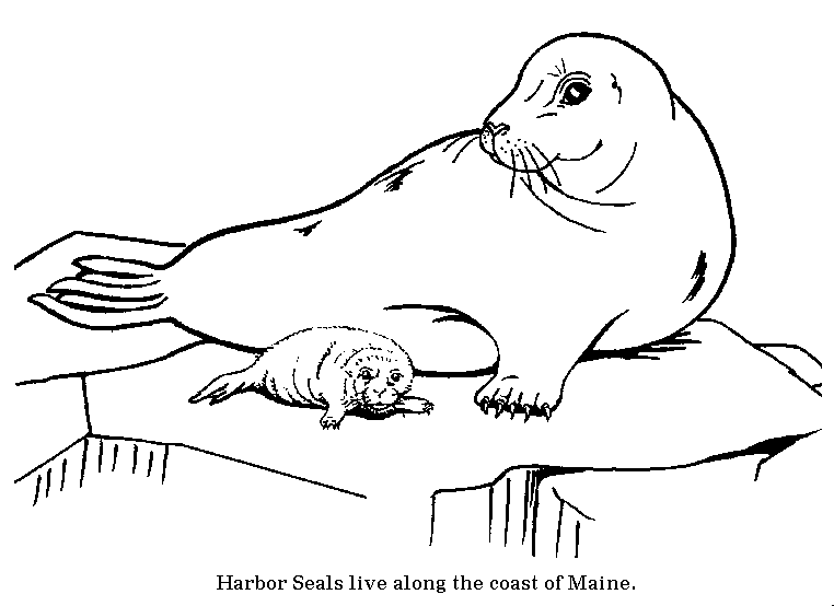 Arctic Seal Coloring Page