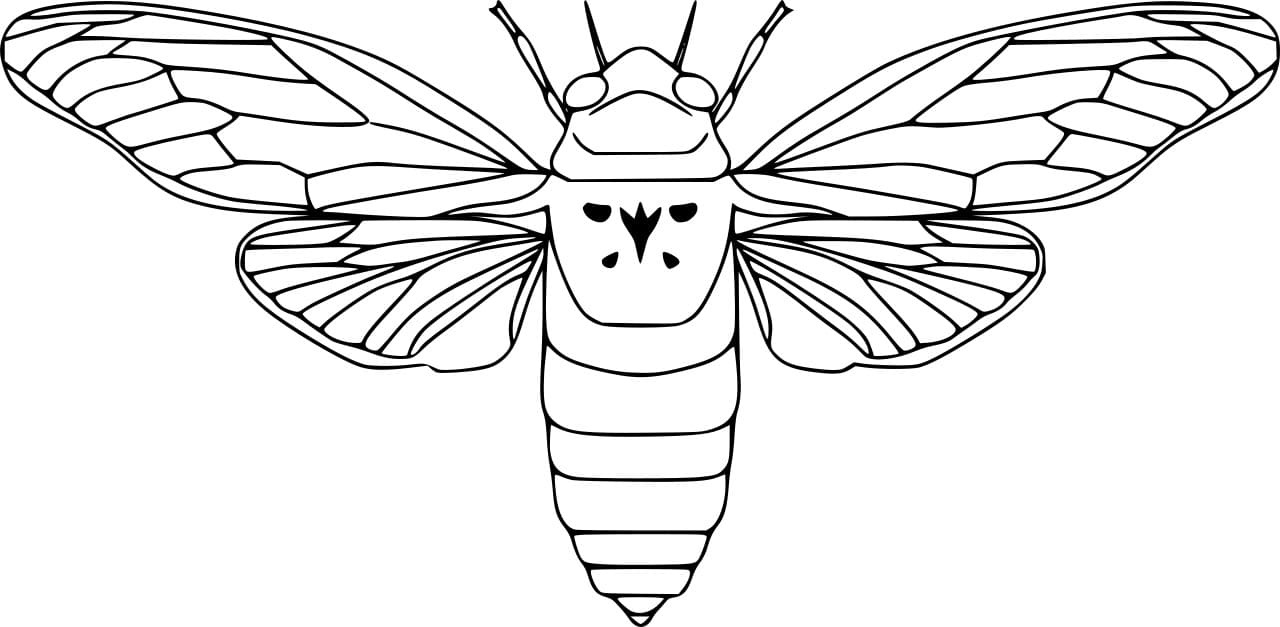 Arizona Cicada Image