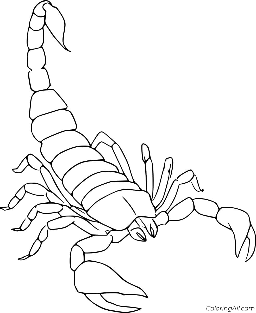 Arizona Hairy Scorpion Free Printable Coloring Page