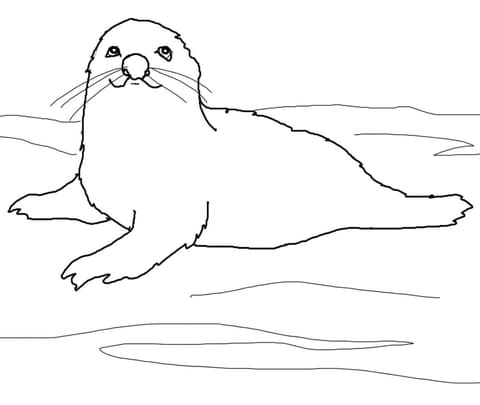 Baby Harp Seal Coloring Page