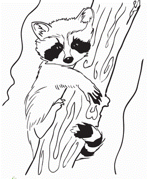 Baby Raccoon Sheets Coloring Page