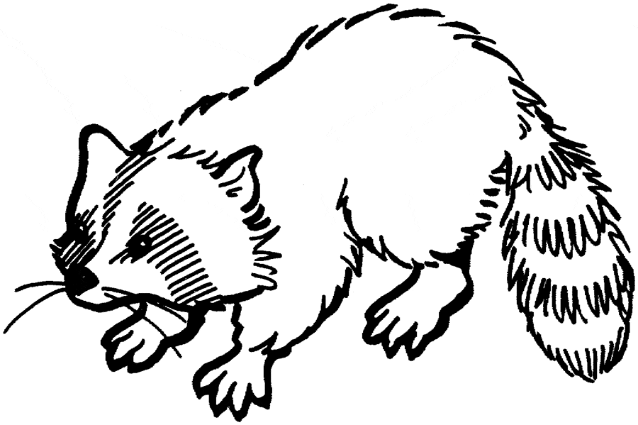 Baby Raccoon Welcome Coloring Page