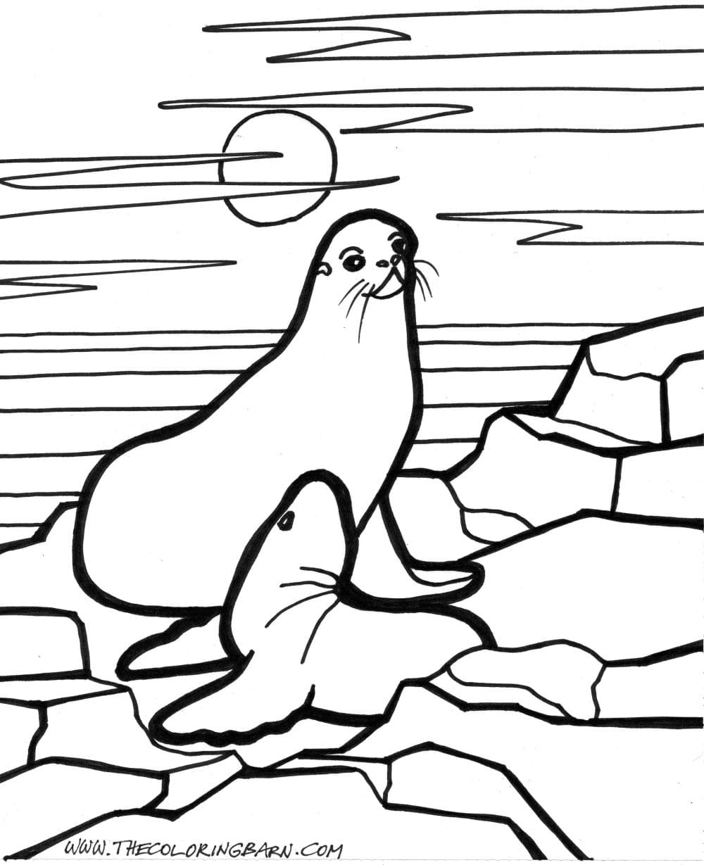 Baby Seal Image Coloring Page