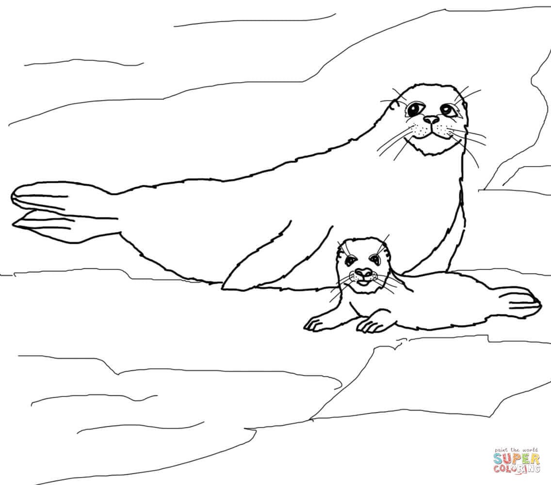 Baby Seal Picture For Kids Coloring Page